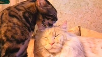 Кошка умывает своего приятеля - смотреть видео (0:39)