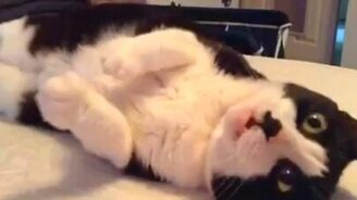 Котик подпевает хозяйке - смотреть видео (0:16)