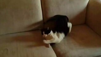 Уснул в смешной позе на диване - смотреть видео (0:11)