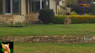 Да это просто неправильные коты! - смотреть видео (10:39)