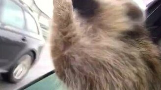 Енот жадно глотает воздух во время езды - смотреть видео (0:18)