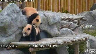 Неуклюжие смешные панды - смотреть видео (2:44)