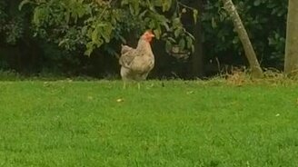 Курица против яблока на яблоне - смотреть видео (0:36)