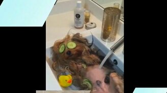 Чудные и забавные собаки - смотреть видео (4:36)