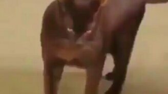 Один только взгляд чего стоит! - смотреть видео (0:36)