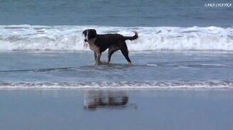 Собаки на рыбалке - смотреть видео (2:38)