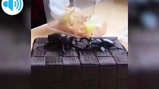 Олень против носорога - смотреть видео (0:12)