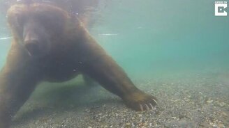 Медведь-рыболов - смотреть видео (0:49)