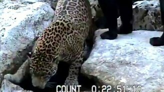 Леопард потерял бдительность - смотреть видео (0:23)