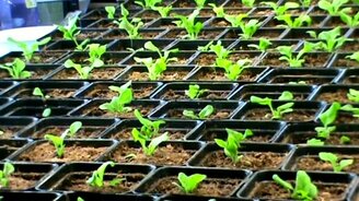 Как растут петуньи - смотреть видео (1:01)