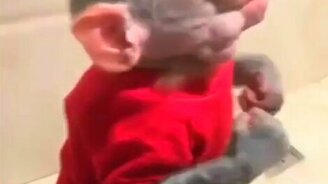 Бреем обезьянку - смотреть видео (0:18)