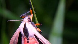 Уникальный мотылёк - смотреть видео (1:19)