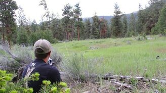 Рык горного льва - смотреть видео (0:52)