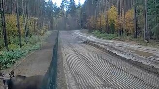 Лось-нарушитель - смотреть видео (0:27)