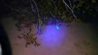 Обнаруживаем скорпиона в песке - смотреть видео (0:11)