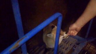 Лиса лакомится яблоками - смотреть видео (1:28)