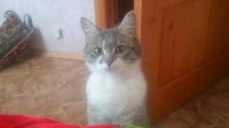 Посмотри, я котят родила! - смотреть видео (2:41)