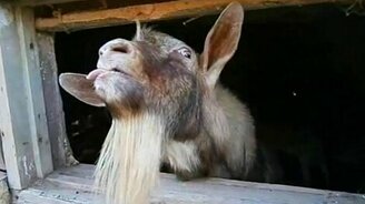 Чудная морда козла - смотреть видео (0:34)