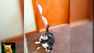 Поломанные коты и кошки - смотреть видео (10:22)