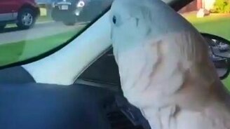 Какаду гавкает на собак - смотреть видео (0:48)