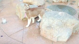 Когда вода пугает - смотреть видео (0:24)