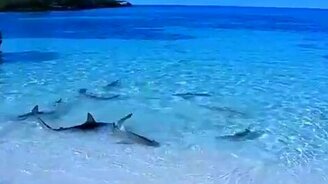 Акулы возле берега - смотреть видео (0:26)