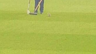 Не дали белке посмотреть футбол - смотреть видео (1:53)