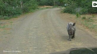 Носорожик-смельчак против машины - смотреть видео (1:08)