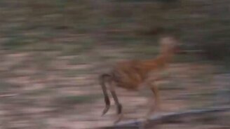 Леопард учит малышей охотиться - смотреть видео (1:47)