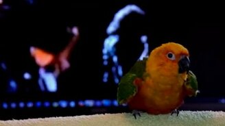 Ритмичный танец попугая - смотреть видео (0:45)