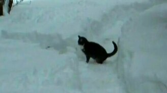 Драка в снегу - смотреть видео (1:08)