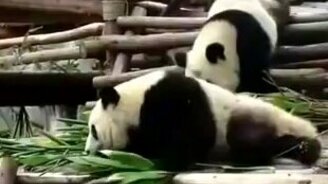 Жидкая панда - смотреть видео (1:03)