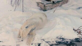 Мишкам завезли снег - смотреть видео (1:05)