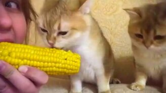 Кот ест варёную кукурузу - смотреть видео (0:50)