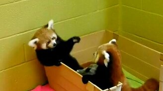 Маленькие панды - смотреть видео (1:13)