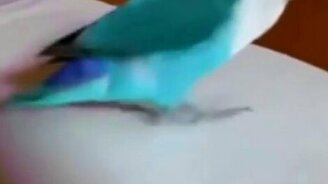 Попугай исполняет ирландский танец - смотреть видео (0:06)