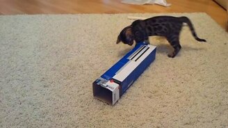 Котёнок против коробки - смотреть видео (1:56)