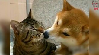 Так люблю, что хочется съесть! - смотреть видео (0:16)