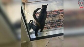 Какой умный кот! - смотреть видео (0:09)