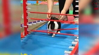 Хитроумный кролик - смотреть видео (0:05)