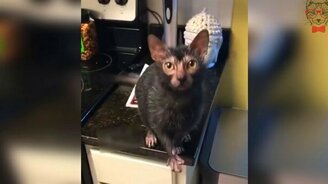 Это что за котокрыс!? - смотреть видео (0:12)