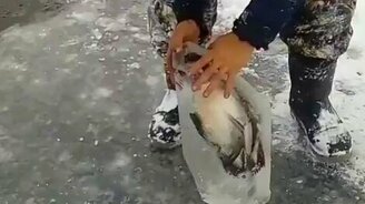 Утка во льду - смотреть видео (0:25)