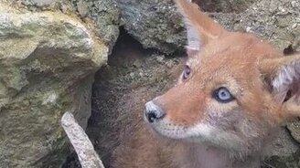 Спасение малыша койота - смотреть видео (3:31)