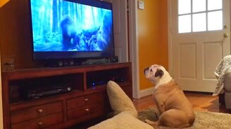 Пёс болеет за героя фильма - смотреть видео (1:52)