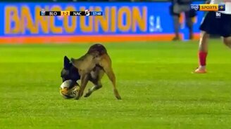 Полицейский пёс ворует мяч - смотреть видео (1:08)