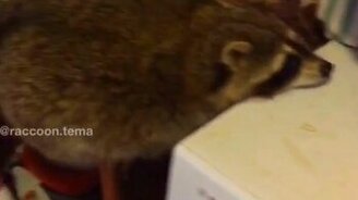 Енот охотится за яйцом - смотреть видео (1:29)