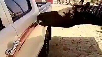 Лошадь открывает дверь пассажирам - смотреть видео (0:04)