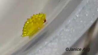 Личинка-карамелька - смотреть видео (0:19)