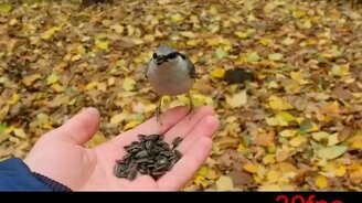 Поползень ест с руки - смотреть видео (0:36)