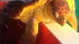 Спасение черепахи - смотреть видео (0:55)